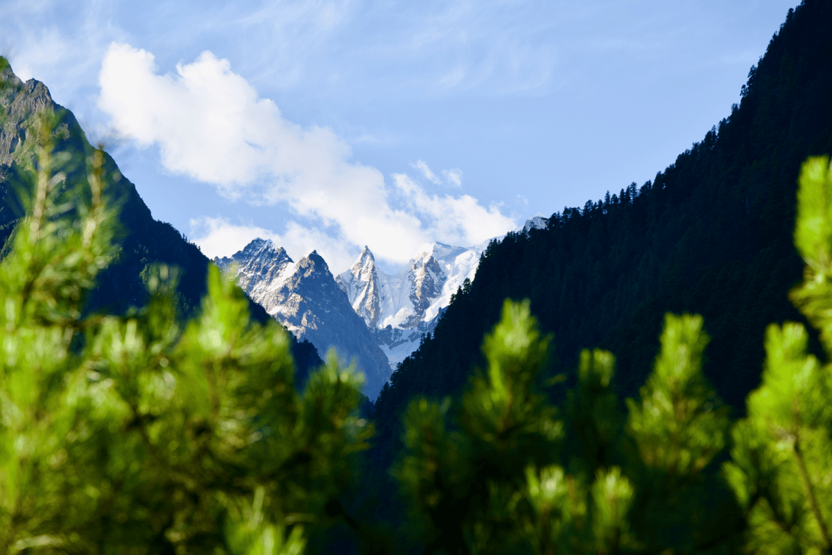 Snow-capped mountain peaks framed by forested slopes and sunlit evergreen trees under a bright blue sky