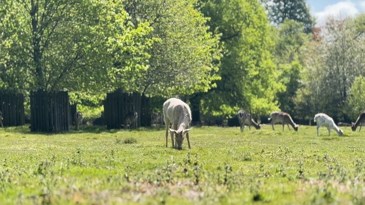 Still from Layers of Memory
